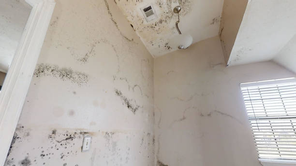 Best Real Estate Mold Inspection  in Rshfield Hills, MA