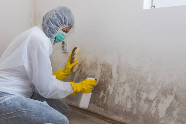 Best Comprehensive Air Testing for Mold Contaminants  in Rshfield Hills, MA