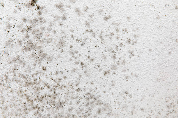 Best Mold Prevention Services  in Rshfield Hills, MA